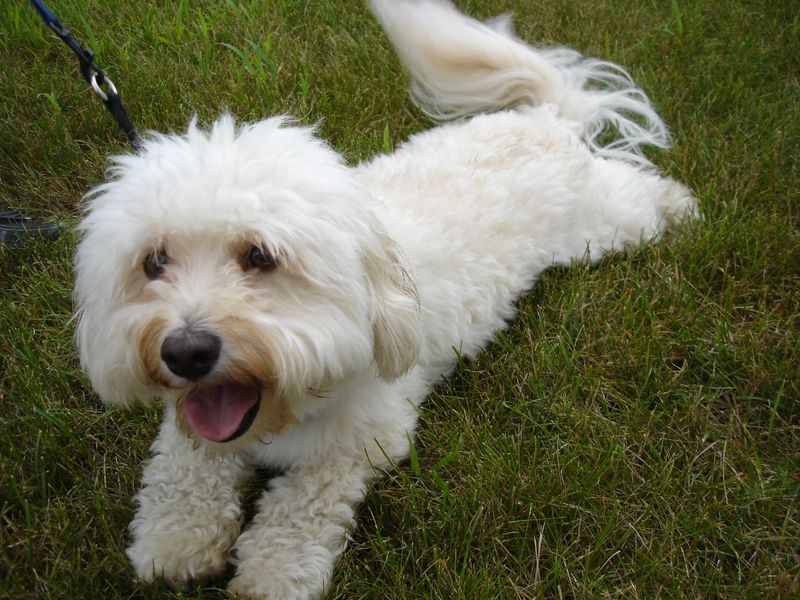 21 Dog Breeds More Likely to Develop Dental Problems 15 Havanese