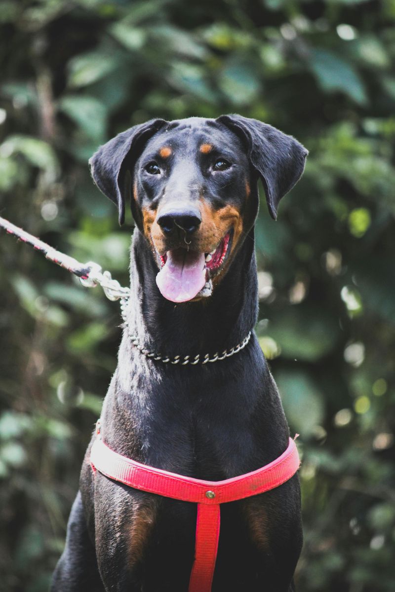 Doberman Pinscher
