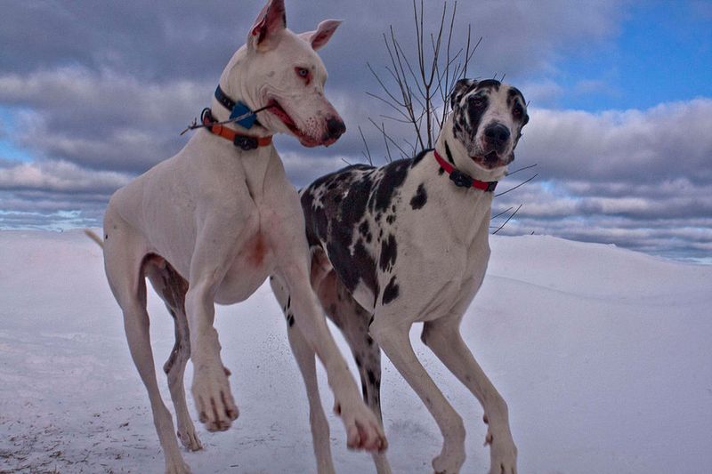 23 Gentle Dog Breeds Perfect for a Peaceful Lifestyle 7 Great Dane