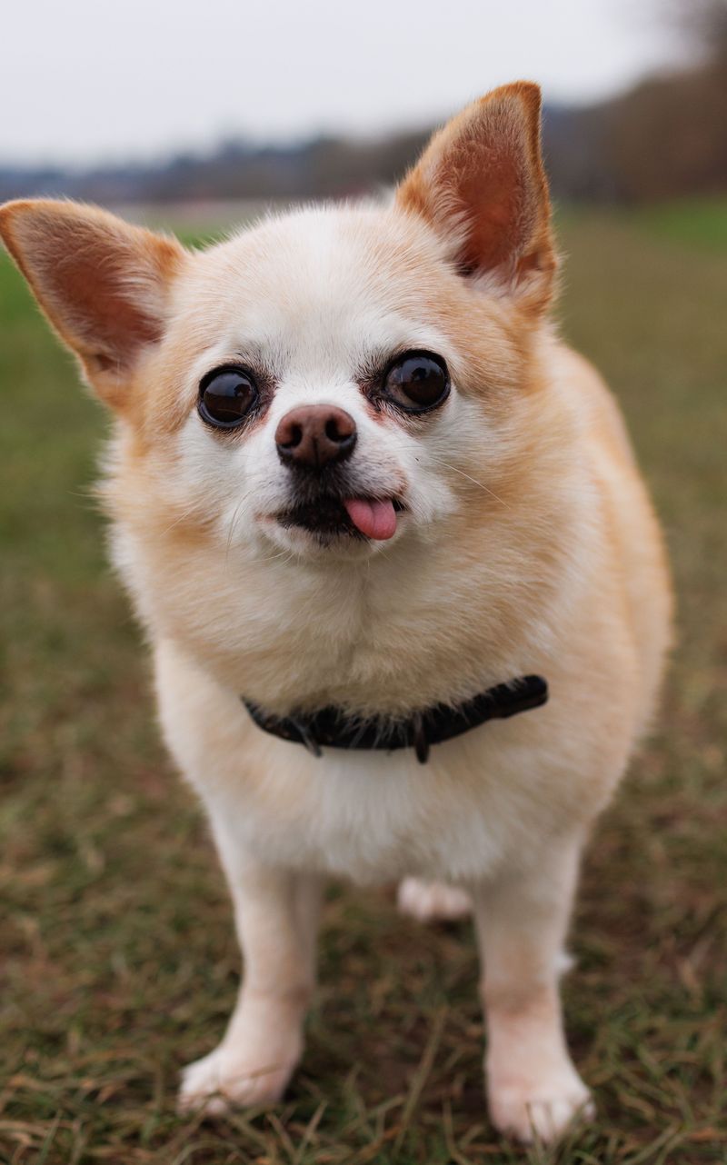 Think tiny dogs know they're tiny? These breeds provide some hilarious evidence to the contrary 9 Chihuahua