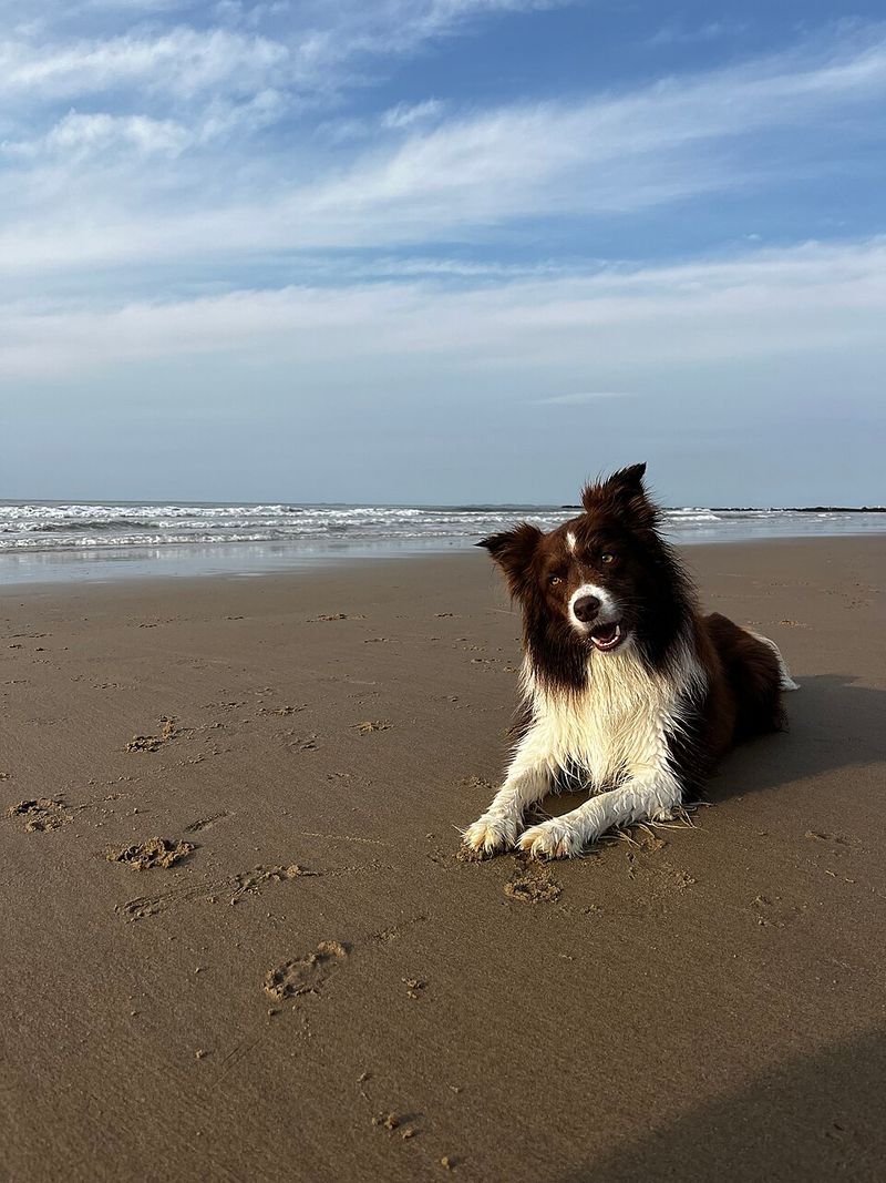 Living with these dog breeds often teaches owners to communicate more thoughtfully 7 Border Collie