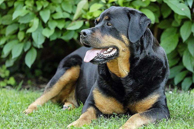Before calling these dog breeds badly behaved, take a closer look at how they were raised 3 Rottweiler