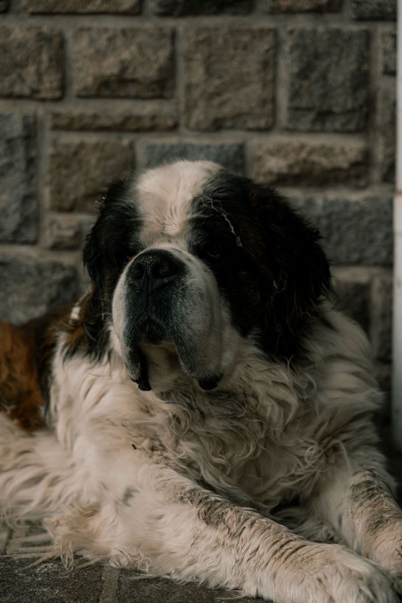 Changing lifestyles are pushing these dog breeds out of the spotlight 6 Saint Bernard