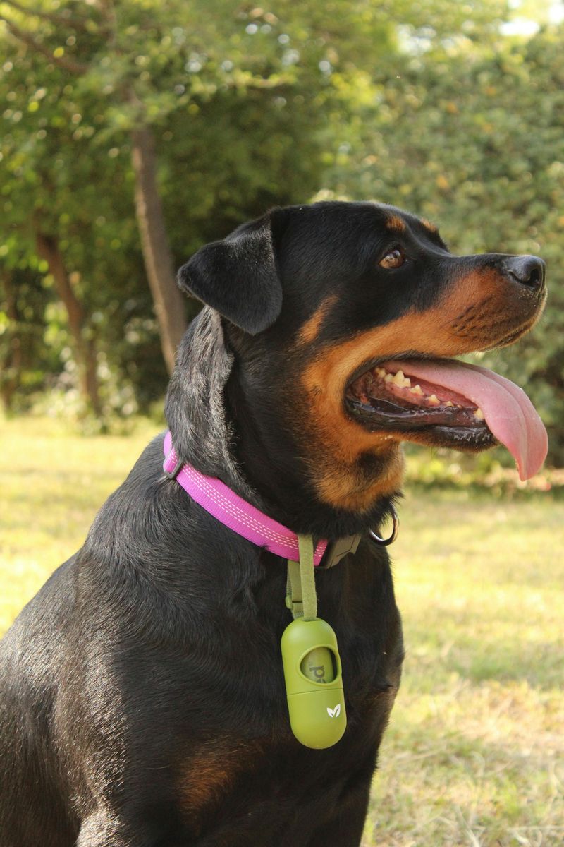 12 dog breeds that need early socialization to stay balanced 4 Rottweiler