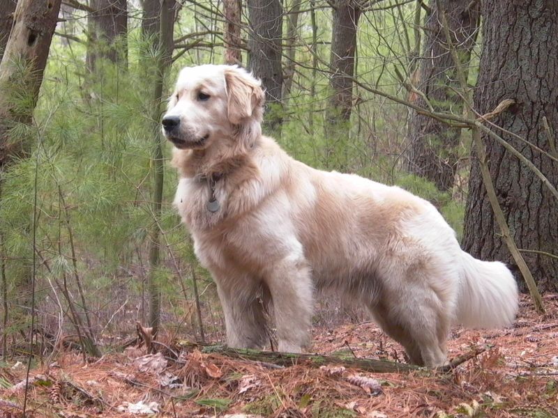 20 dog breeds that slowly create patterns owners don’t notice until much later 3 Golden Retriever