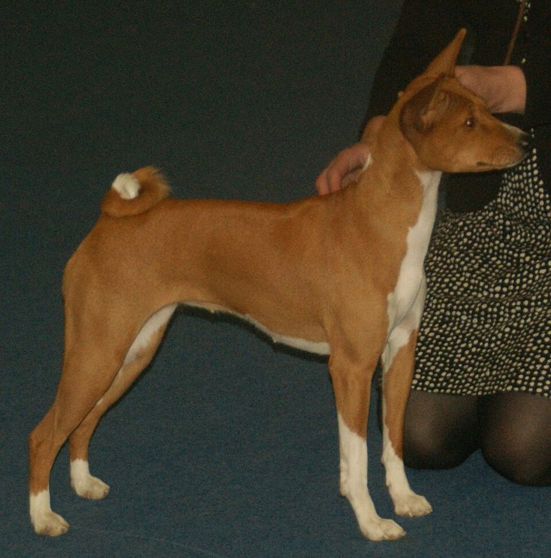 Basenji