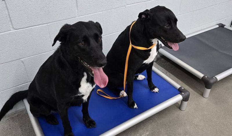 These 15 Dog Toys Can Boost Brain Power, According to Vets 16 Wobble Board Balance Trainer