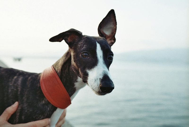 18 dog breeds that behave differently depending on who they are with 8 Whippet