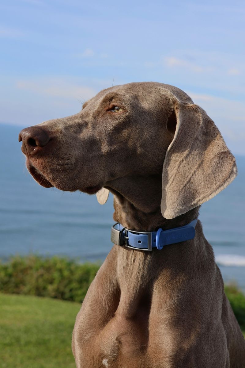 20 dog breeds that form quiet, unbreakable bonds behind the scenes 16 Weimaraner