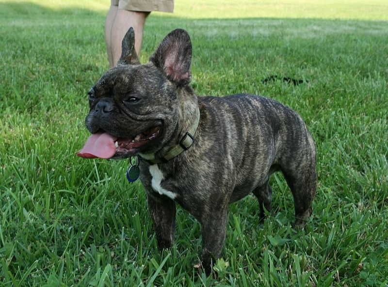 10 Dog Breeds That Commonly Develop Skin Sensitivities (And the Care Habits That Matter) 5 French Bulldog