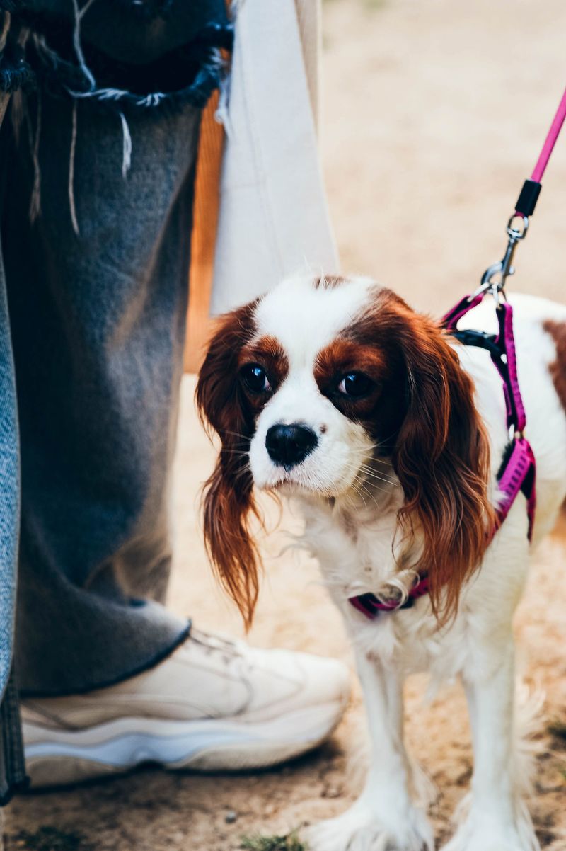 Before choosing one of these breeds, think seriously about how often your house will be empty 8 Cavalier King Charles Spaniel