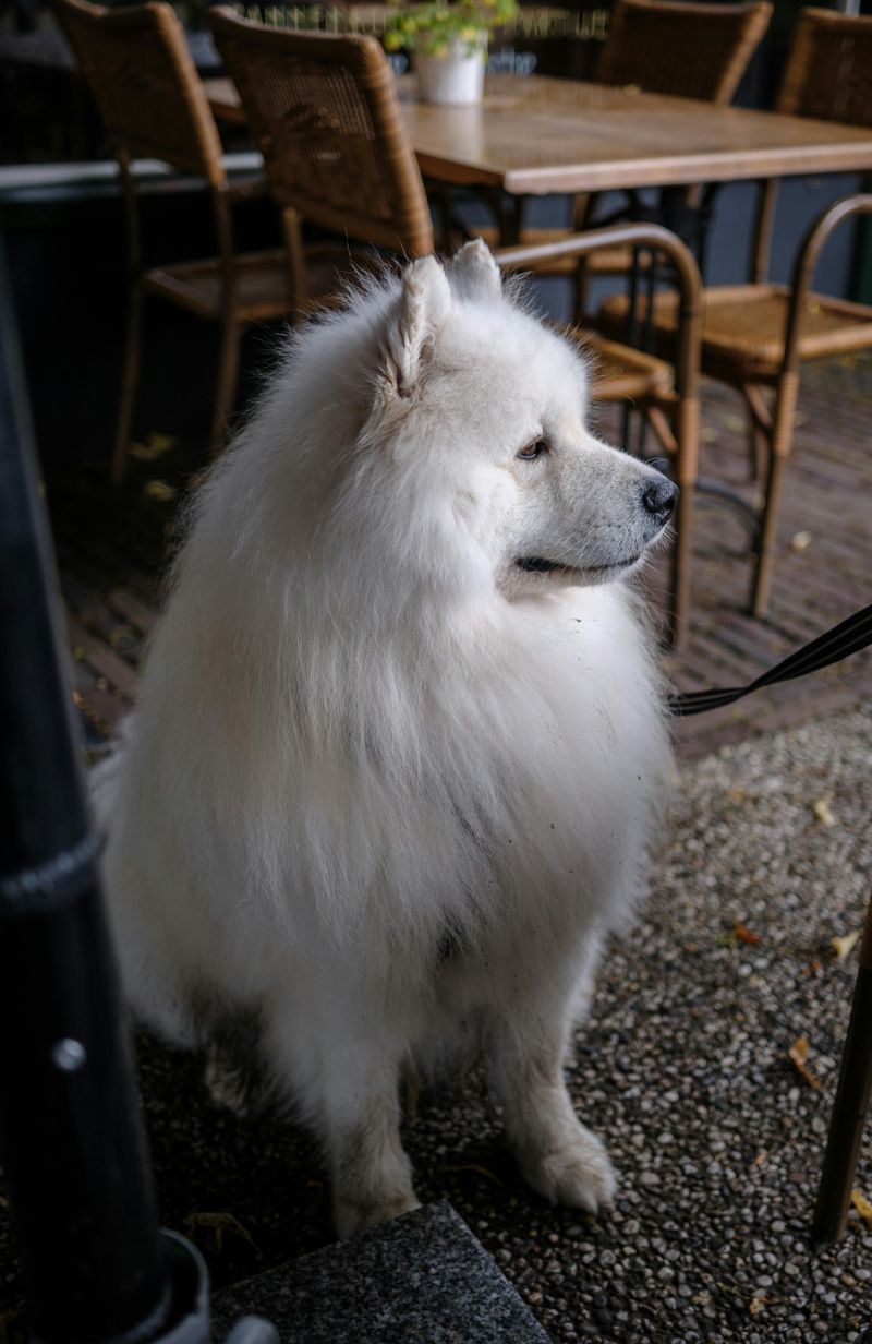 Samoyed