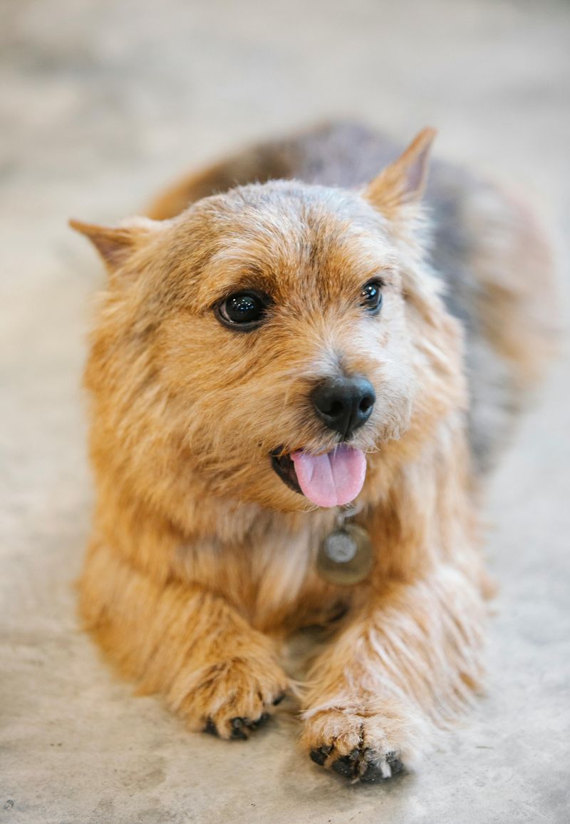 Norfolk Terrier