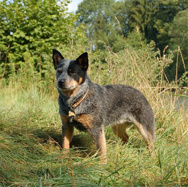 These dogs can be incredible in the right hands - And a nightmare in the wrong situation 7 Australian Cattle Dog