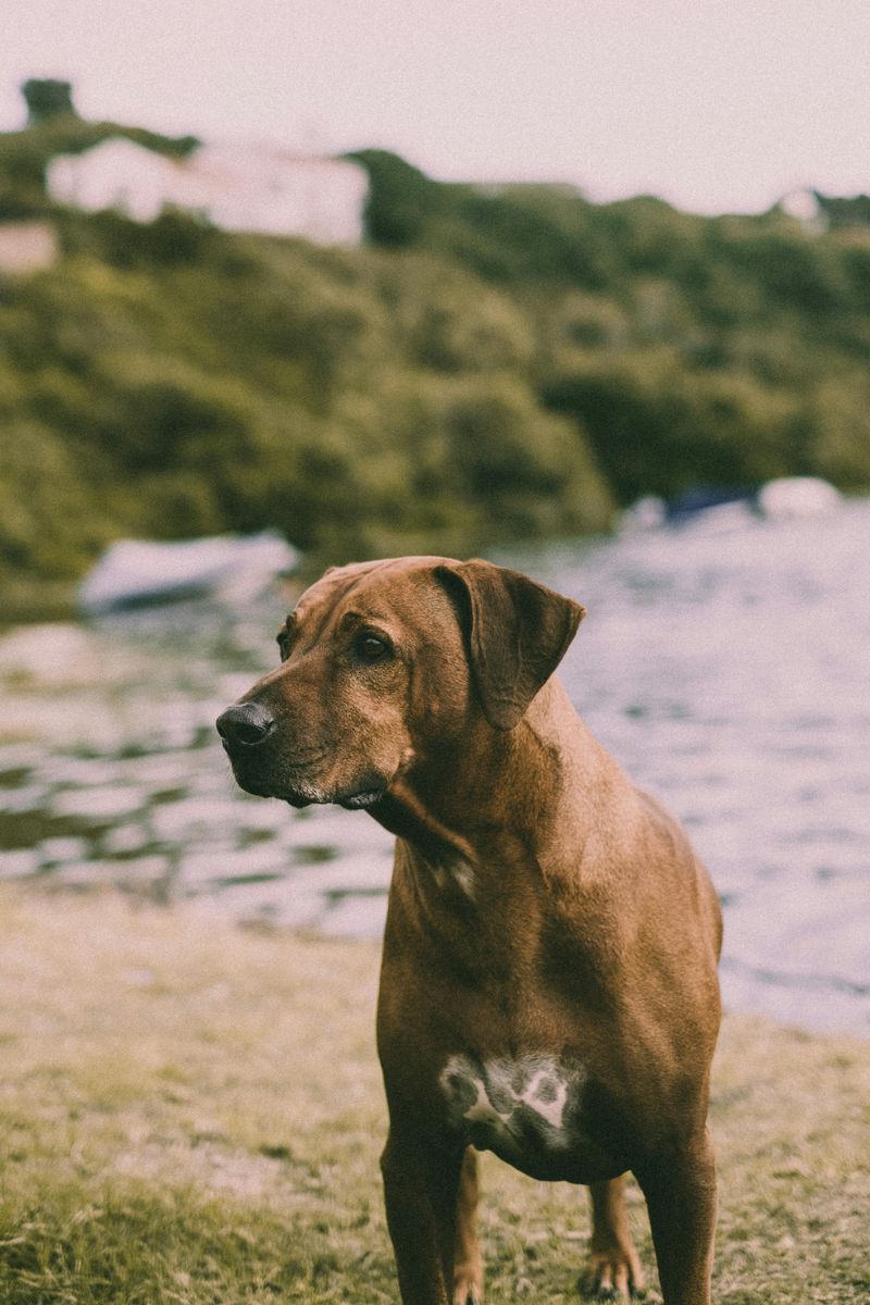 These Dog Breeds Are Showing Surprising Adaptability to Climate Change 8 Rhodesian Ridgeback