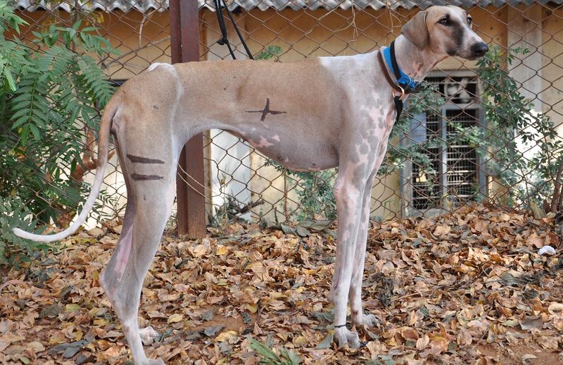 Mudhol Hound