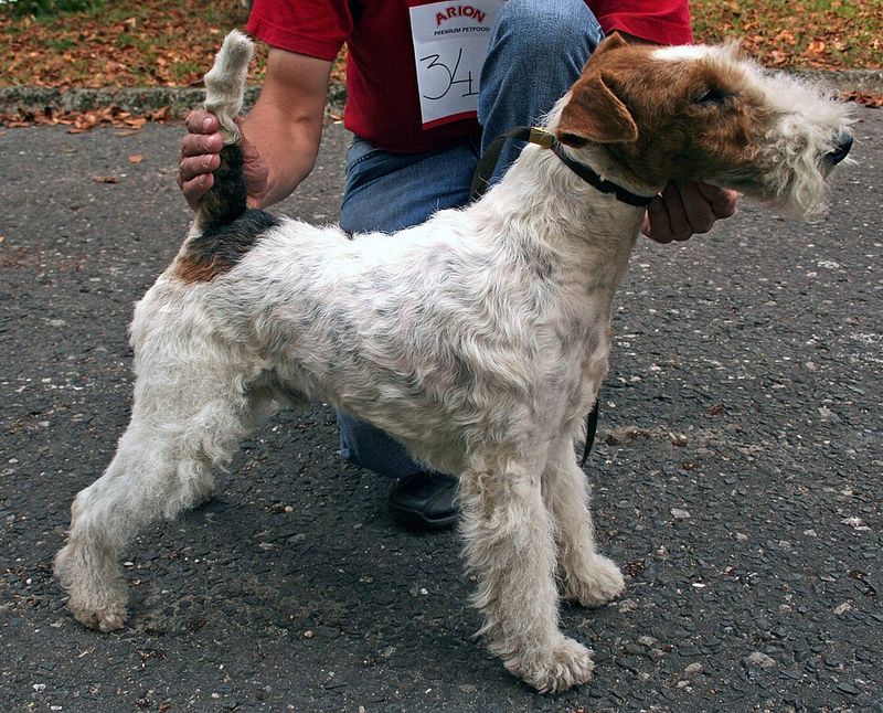 Fox Terrier (Wire)