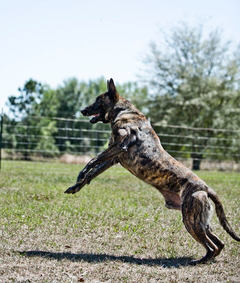 16 Dog Breeds That Respond Better When Commands Are Given Once - Why the One-Ask Rule Works 13 Dutch Shepherd