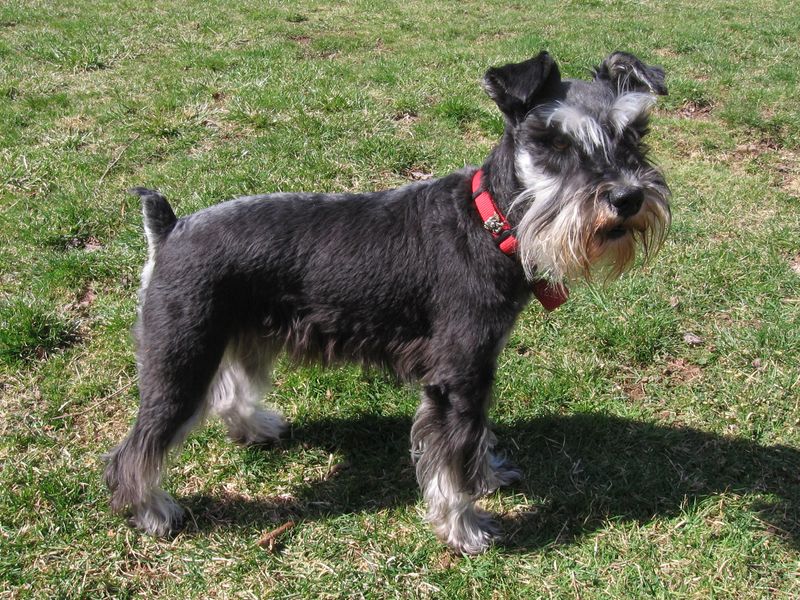 26 Dog Breeds Known for Being Sensitive or Easily Stressed 19 Miniature Schnauzer