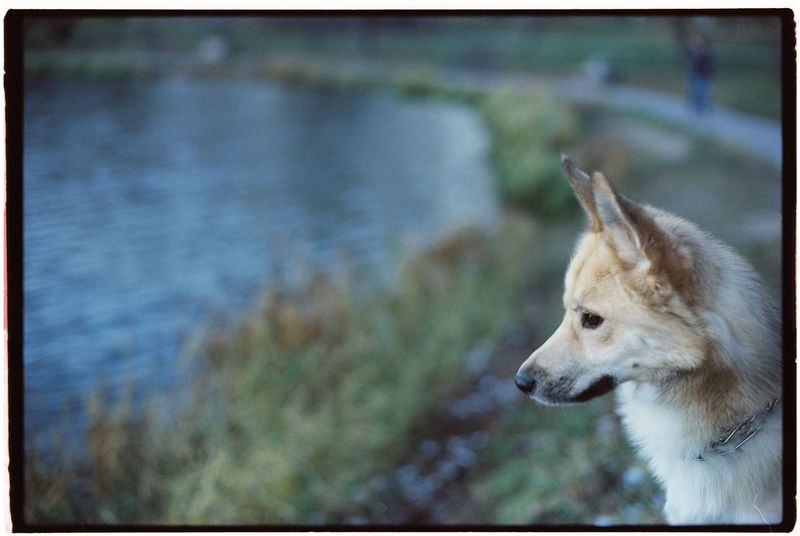 These 12 uncommon dog breeds are built to last – plus 3 hidden powerhouses 8 Norwegian Buhund