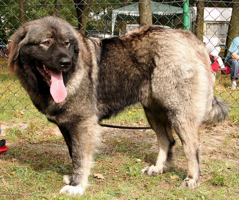 10 powerful dog breeds quietly becoming favorites among people tired of fragile trends 9 Caucasian Shepherd