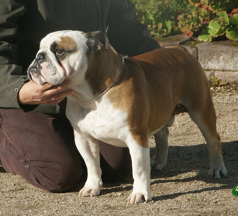 English Bulldog