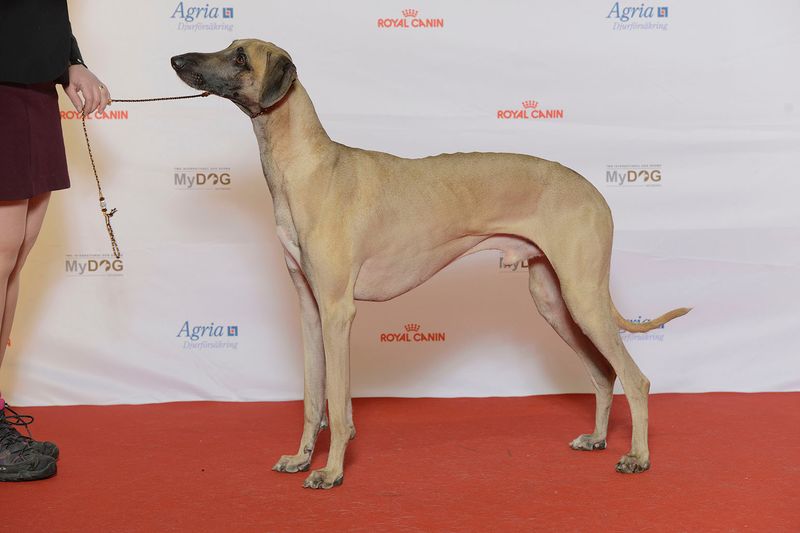 24 Dog Breeds Rapidly Rising in Popularity in 2025 11 Sloughi