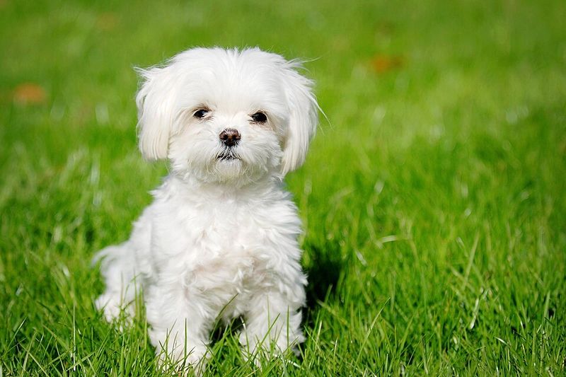 Good luck scrolling past these dog breeds without imagining one in your home 10 Maltese