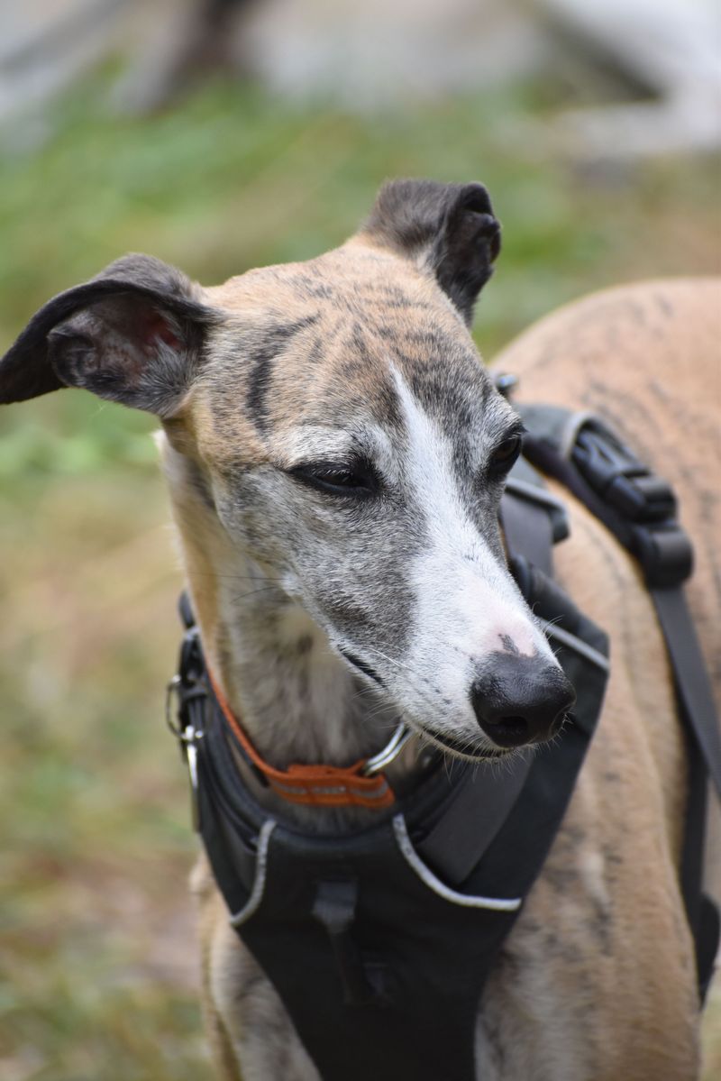 Not every dog feels the need to prove something - and these breeds are a great example 5 Whippet