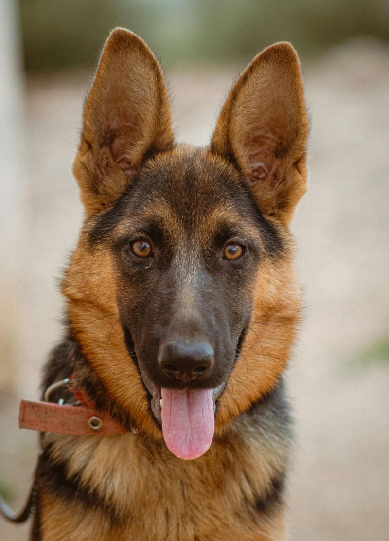 These 15 dogs are making a strong comeback where country life still matters 7 German Shepherd