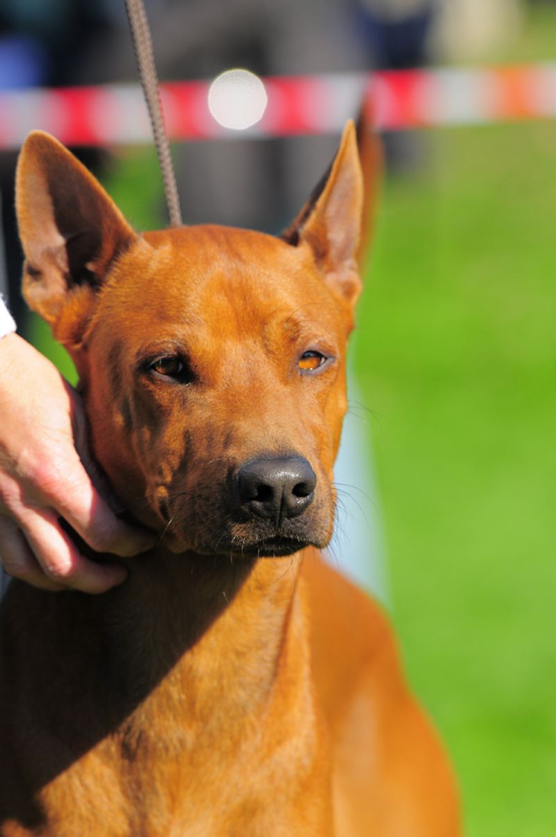 Thai Ridgeback