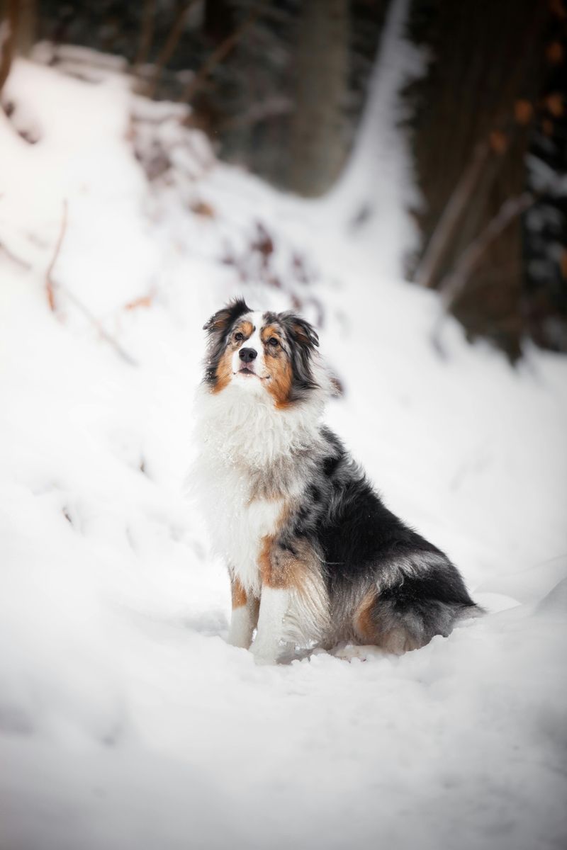 Australian Shepherd