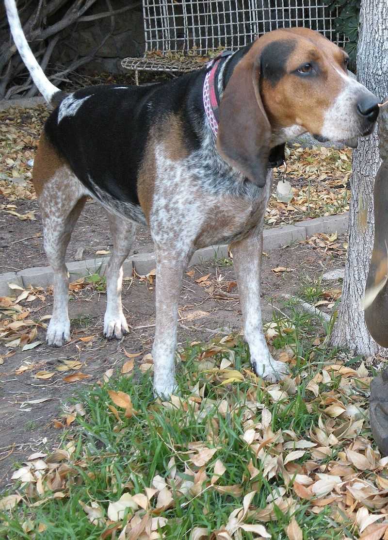 Bluetick Coonhound
