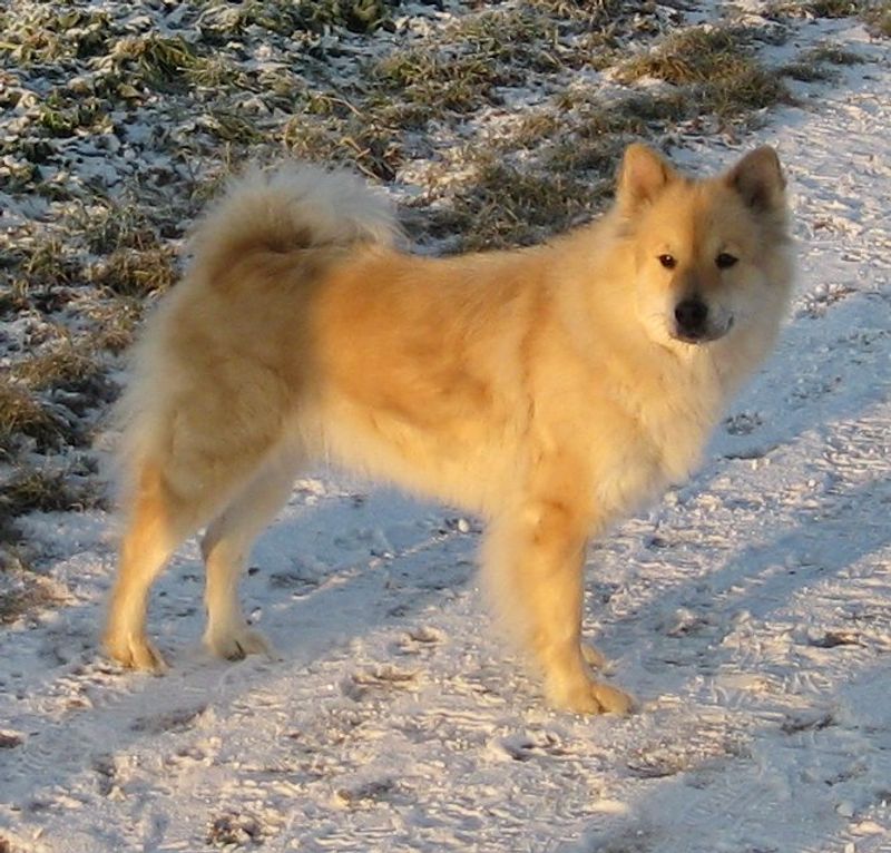 Eurasier