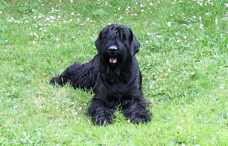 5 Guard Dog Breeds Trusted for Professional Protection — Plus 20 More Known for Security Skills 24 Black Russian Terrier