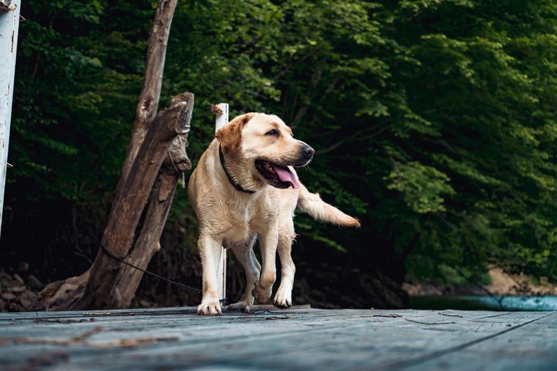 When situations get difficult, these 12 dogs are known for standing firm 5 Labrador Retriever