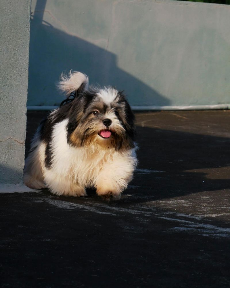 Shih Tzu