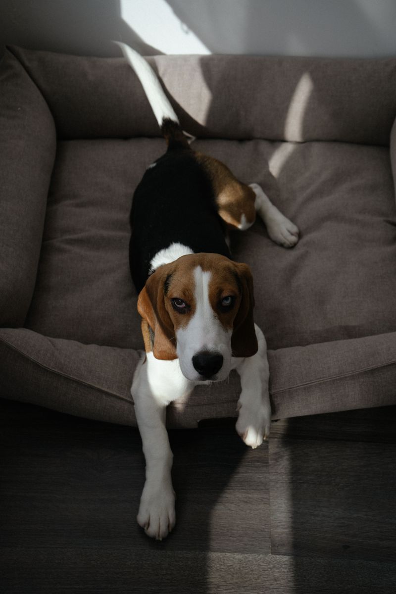 Beagle