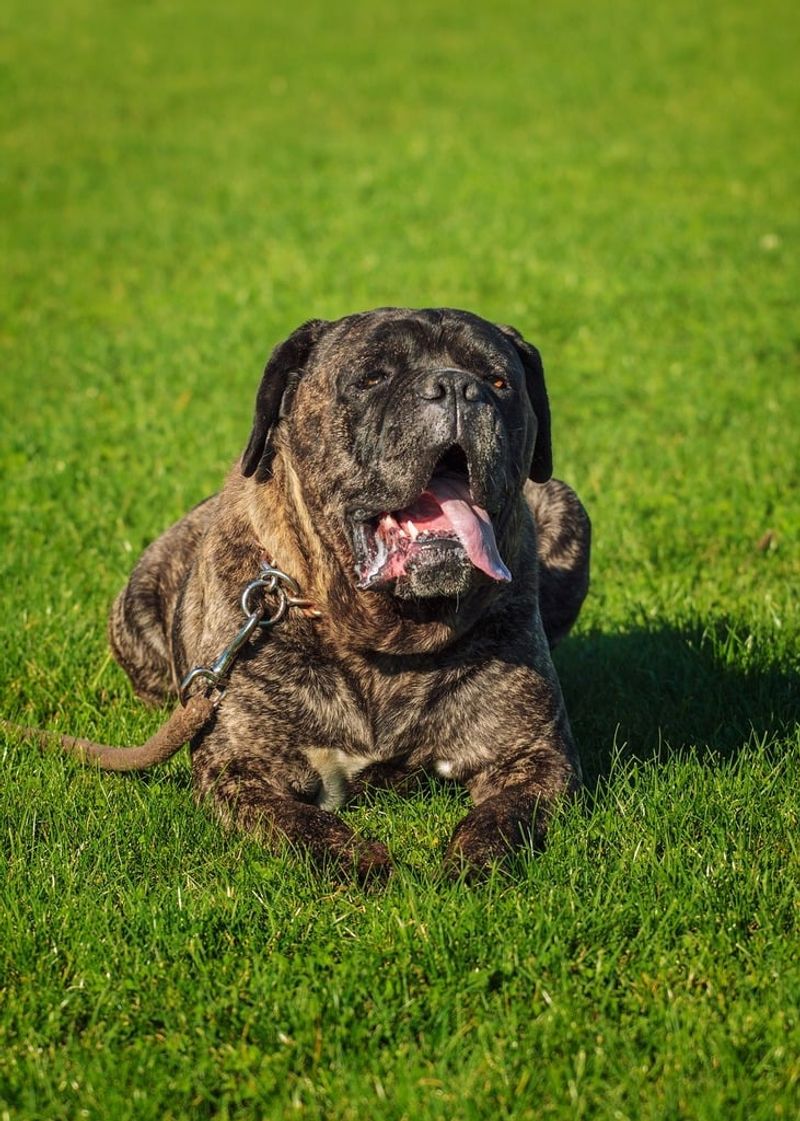 28 Dog Breeds That Demand Patience, Skill, and Leadership 6 Cane Corso