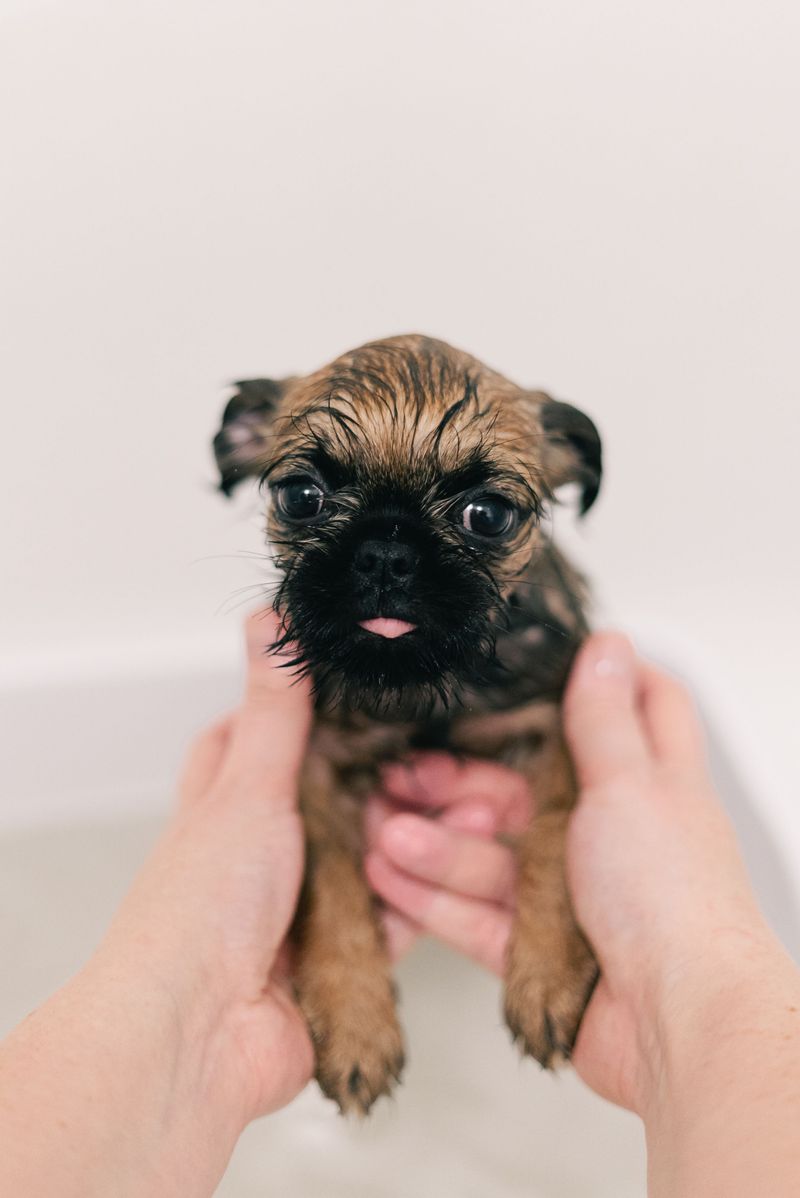 Brussels Griffon