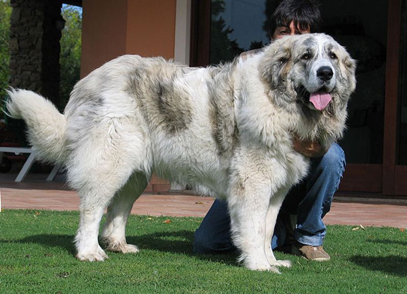 11 big dog breeds with mountain roots - plus 2 whose history explains their love of colder conditions 12 Pyrenean Mastiff