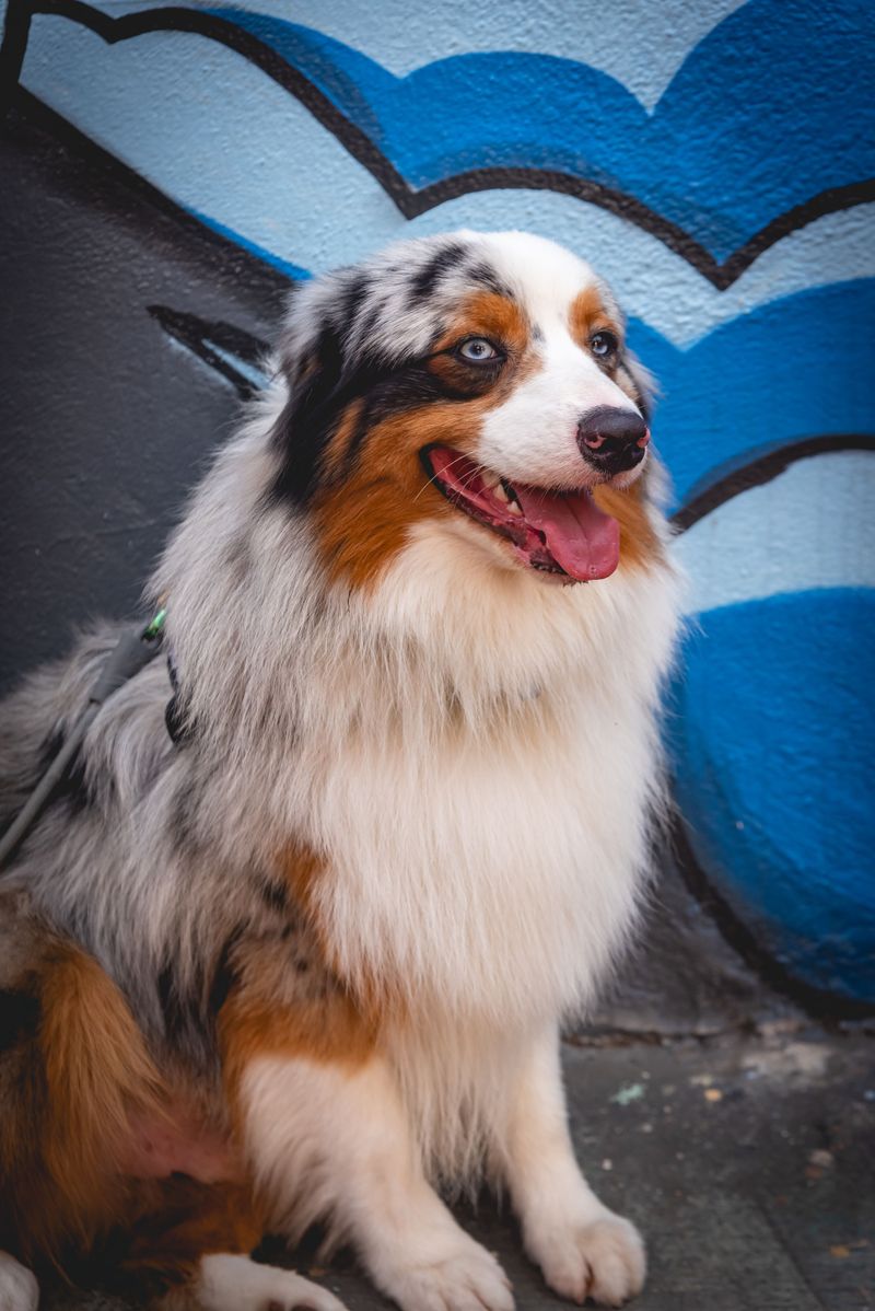 Retirement should give you more freedom - The wrong dog can quietly take much of it back 5 Australian Shepherd