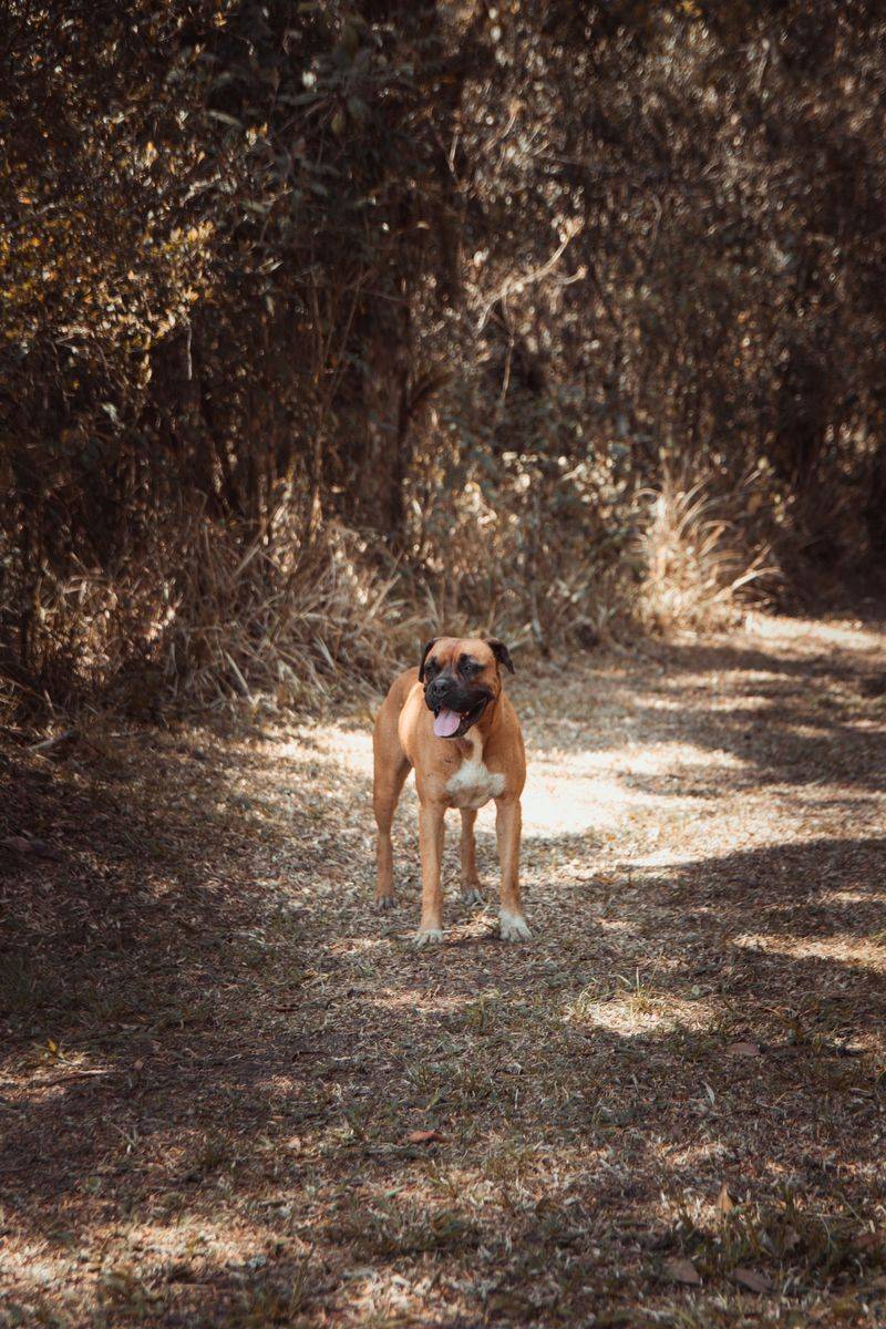 Some dogs take months to decide you're their person - These breeds may start much sooner 5 Boxer