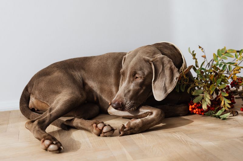 The loyalty everyone wants can have another side - These dog breeds may find separation particularly challenging 8 Weimaraner