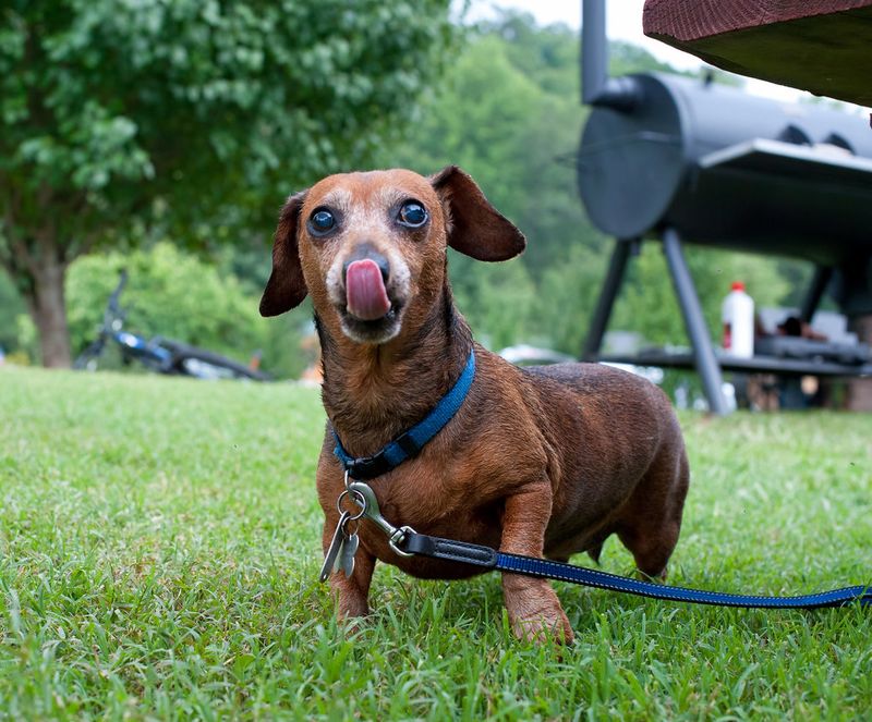 Dachshund