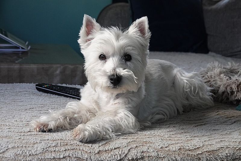 They may be closer to the floor - but these dog breeds are never short on personality 7 West Highland White Terrier