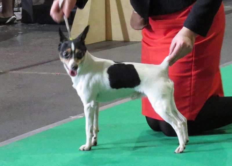 Toy Fox Terrier