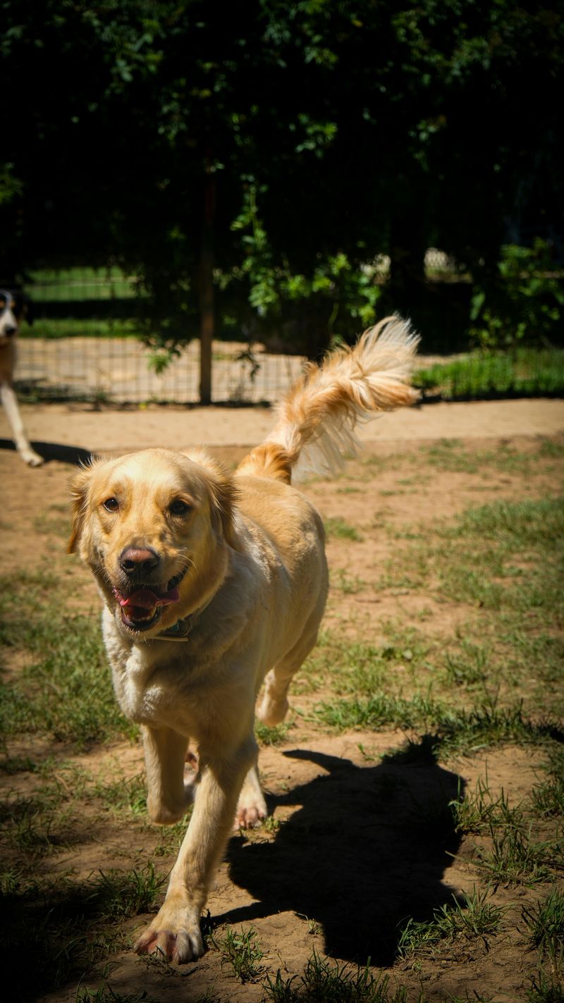 16 Dog Types That Get Hyper-Excited Every Time The Leash Comes Out 6 Golden Retriever