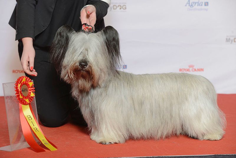 12 old-school dog breeds making an unexpected return - plus 3 vintage companions worth remembering 10 Skye Terrier