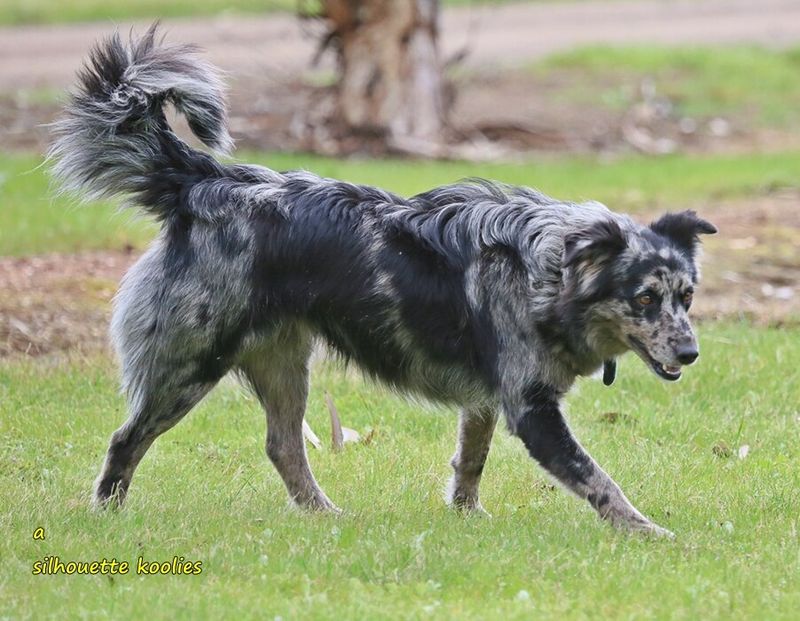 Koolie (Australian Koolie)